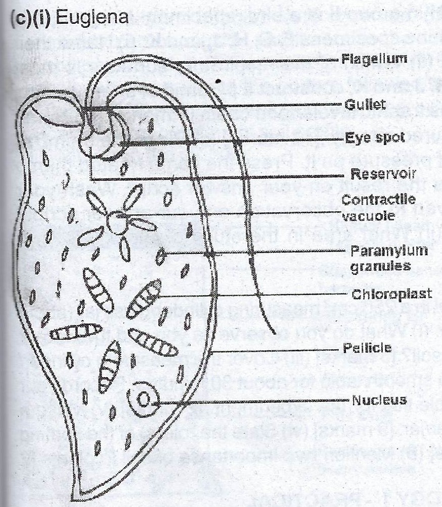 Euglena Diagram